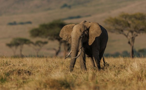 Quels sont les meilleurs spots pour observer les éléphants en safari au Botswana?