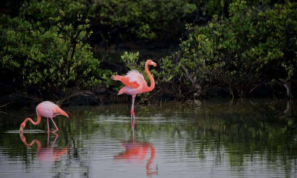 Où observer les flamants roses en Camargue sans payer des visites guidées?